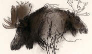Dieren