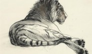 Liggende tijger / Lying tiger