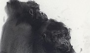 Gorillas