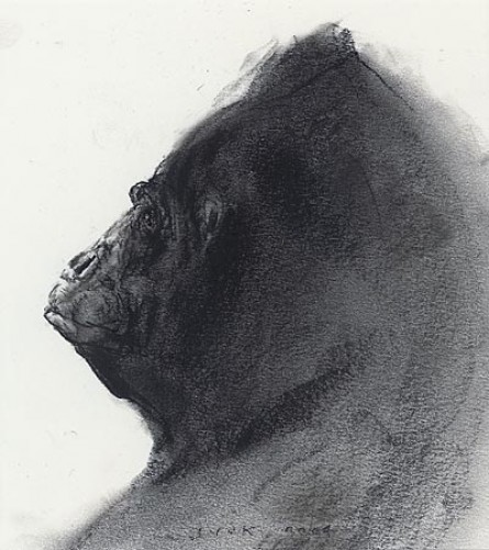 Gorilla