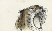 gapende tijger / yawning tiger