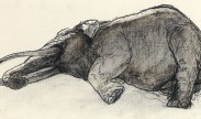 reclining elephant