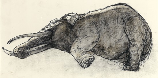 reclining elephant