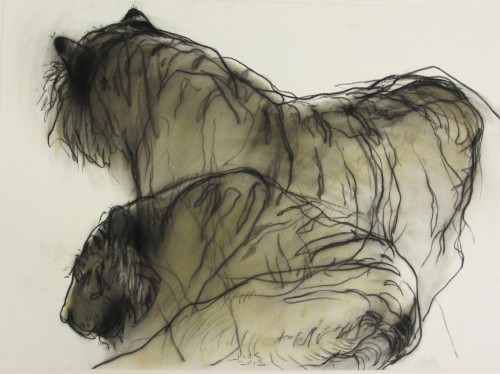 Tijgers / Tigers