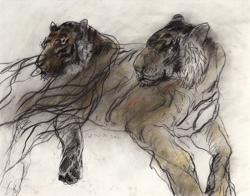 tijgers / tigers