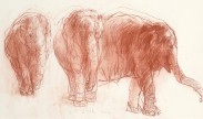 elephants