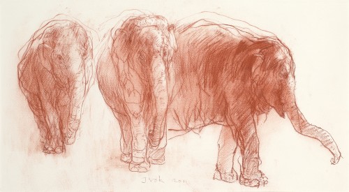 olifanten / elephants