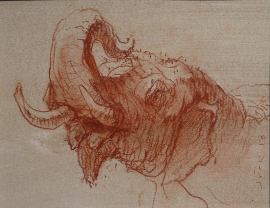male elephant