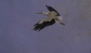 stork